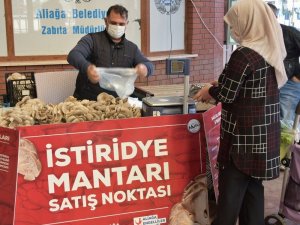 Aliağa’da istiridye mantarlarının ilk mahsulleri satışa sunuldu