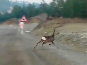 Ceylanların yolda yiyecek arayışı kameraya yansıdı