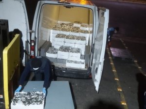 Gürpınar Su Ürünleri Hali’nde canlı deniz böceği ve ıstakoz ele geçirildi