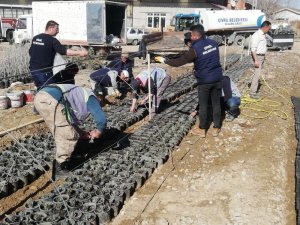 Çivril’de lavanta üretimi artıyor