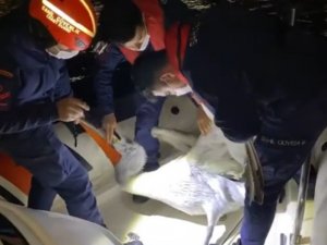 İzmir’de yaralı pelikan, Sahil Güvenlik tarafından kurtarıldı