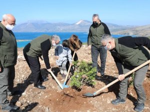 Çeşme’de yanan orman alanına 5 bin adet sakız fidanı