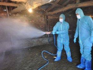 Hayvancılık işletmelerinde temizlik ve dezenfeksiyon çalışması