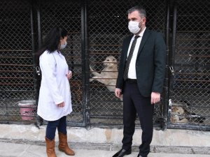Pursaklar Belediyesi sokak hayvanlarını sahiplendiriyor