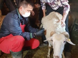 Hisarcık’ta çiçek hastalığına karşı 3 bin küçükbaş hayvan aşılandı