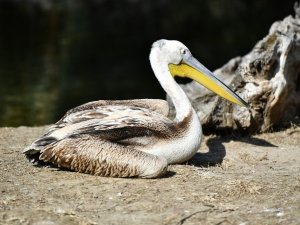 Yaralı flamingo ve iki pelikan tedavi altında