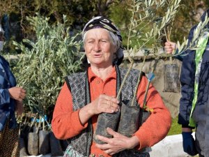 Aliağa’da zeytin şöleni sürüyor