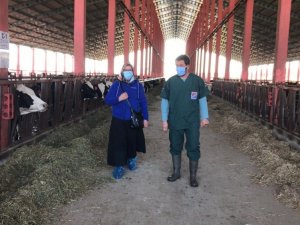 Hibe kazanan yetiştiriciler ADSYB Damızlık Düve Merkezi’nden düvelerini almaya başladı