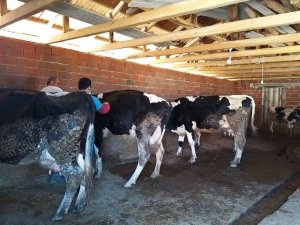 Alaşehir’de 10 bin 500 büyükbaş hayvan aşılanacak