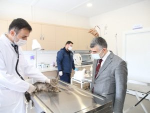 Sokak hayvanlarına özel klinik açıldı