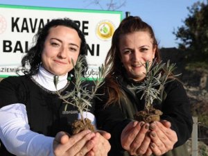 Bu ormandan bal damlayacak, köylüye gelir olacak