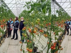 Sera domateslerinden numune alımı