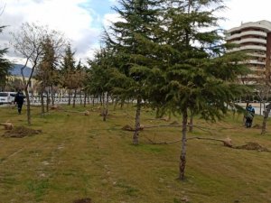 Manisa’da 3 günde tam 450 tane ağaç dikildi