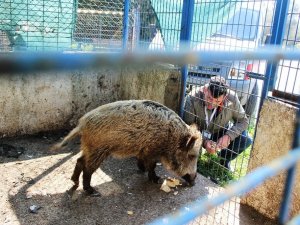 Domuz Ceyar’la belediye şoförünün dostluğu görenleri şaşırttı