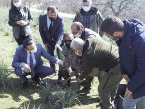 Tedavisi tamamlanan yavru karaca yeniden doğaya salındı
