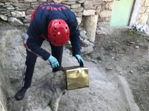 Kafası tenekeye sıkışan köpeği itfaiye kurtardı