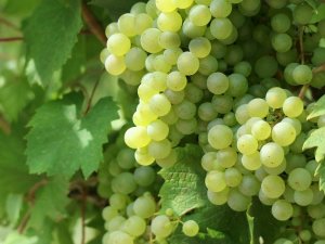 TARSİM: ’’Üzümünüzü dolu paketi kapsamında sigortalatmaya devam edebilirsiniz”