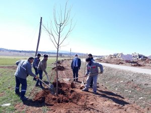 Altıntaş-Gediz yolunda ağaçlandırma çalışmaları