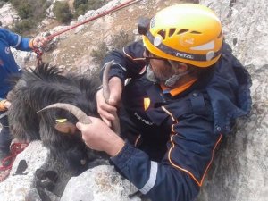 Kayalıklarda mahsur kalan keçiyi AFAD ekipleri kurtardı