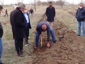 8 Mart Kadınlar Günü için Sandıklı’da fidan dikimi
