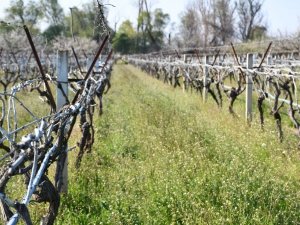 Manisa için zirai don uyarısı