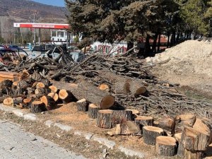 Belediye GES için yaşları 10-50 arasında değişen 100’e yakın çam ağacını kesti