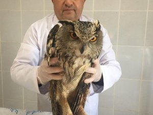 İyileştirilen puhu baykuşu doğaya bırakıldı