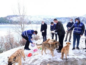 Kahramankazan’da sokak hayvanları ihmal edilmiyor