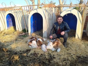 Denizli’de besicinin yüzü sarıkız isimli ineğinin üçüz buzağısı ile güldü