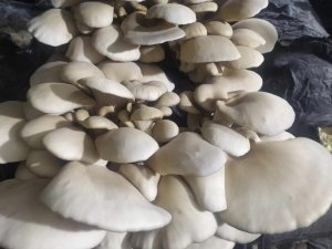 Kadınların yetiştirdiği istiridye mantarları ilk meyvelerini verdi