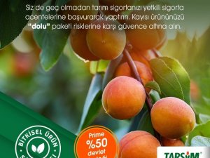 TARSİM: “Kayısı ürününüz dolu paketi kapsamında, TARSİM güvencesinde”