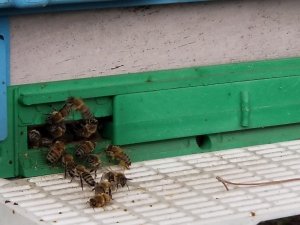 Şehzadeler’de arıcılık kursu ilgi gördü