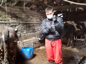 Büyükbaş hayvanlar Şap ve LSD hastalığına karşı aşılanıyor