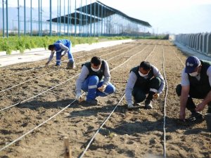 Taşköprü sarımsağı Aydın Büyükşehir Belediyesi’nin ’Aydın Çiftçi Merkezi’nde hayat buluyor