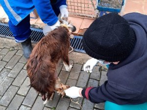 Muhtarın dikkati, yaralı köpeği kurtardı