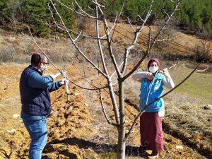 Hisarcık’ta çiftçilere budama teknikleri öğretiliyor