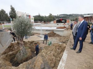 Gaziemir’de zeytin ağaçlarına ikinci yaşam