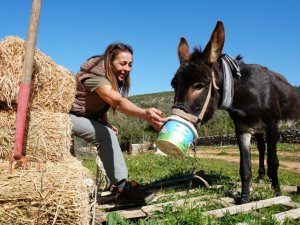 Tedavisi tamamlanan eşek, yeni yuvasına kavuştu