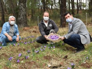 Barış Saylak; “Muğla endemik bitki zengini”
