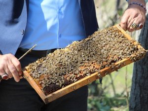 Arılar çiçekle buluştu, yetiştiriciyi ilaçlama korkusu sardı