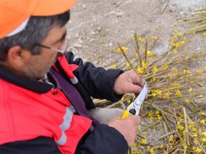 Kahramankazan’da kurulan termal serada bahar üretimi başladı