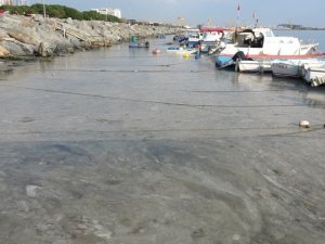 Pendik’te korkutan görüntünün gerçek nedeni belli oldu