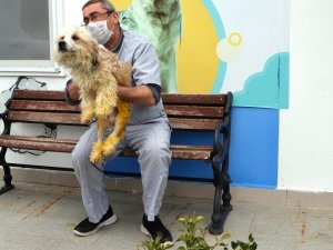 Ayakları kırılan köpek tedavi edildi