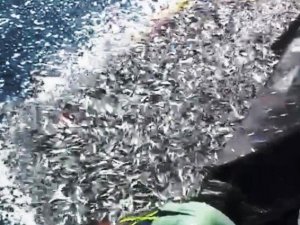 Balıkçılardan örnek hareket: Binlerce kefal yavrusunu denize bıraktılar