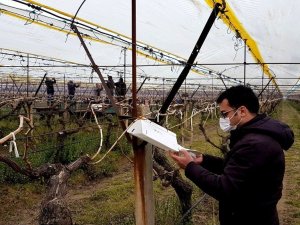 Üzüm bağlarında salkım güvesi ile mücadele başlatıldı