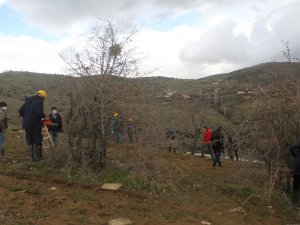 Yabani ahlat ağaçları, aşılanarak üretime değer katacak