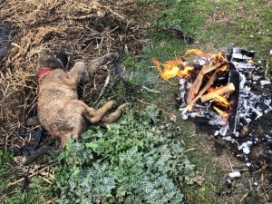 Ölmek üzere olan yavru köpeğe çiftçi sahip çıktı