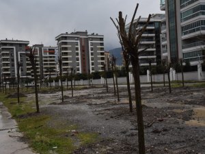Yunusemre’de yüzbinlerce fidan toprakla buluştu