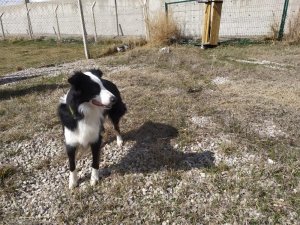 Türkiye’de ilk kez korona virüsü teşhis edebilen dedektör köpek yetiştirildi
