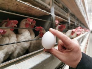 Başmakçı’da gözler Irak pazarının açılmasında